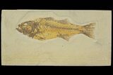 Uncommon Fish Fossil (Mioplosus) - Wyoming #144135-1